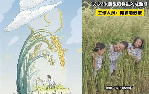 致敬袁隆平:長(zhǎng)沙種出2米高巨型稻，禾下乘涼不是夢(mèng) .jpg